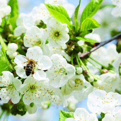 Bee and Flowers