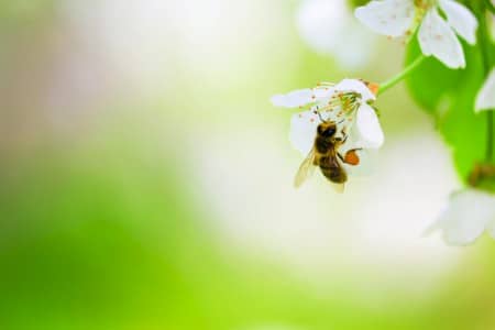 Bee Pollinating Flower