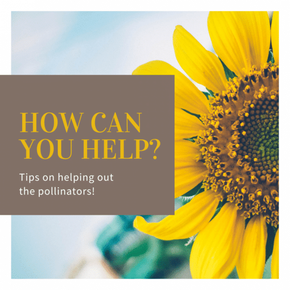Featured image for “Easy Ways to Help Pollinators!”