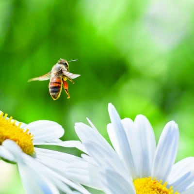 Bee Closeup