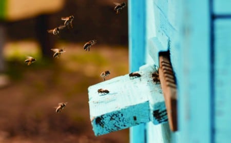 Bee Closeup