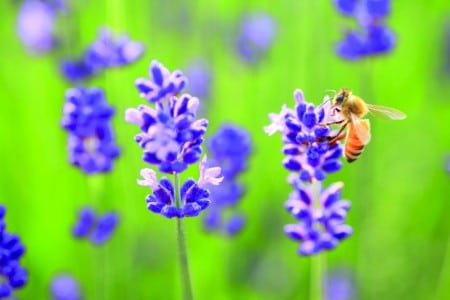 Bee and flower