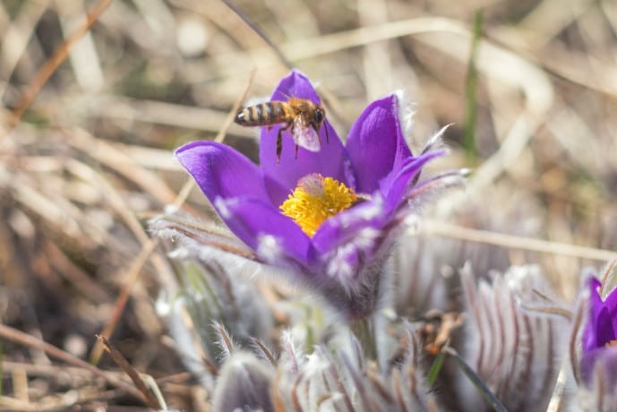 Featured image for “Pollinator Friendly Flowers”