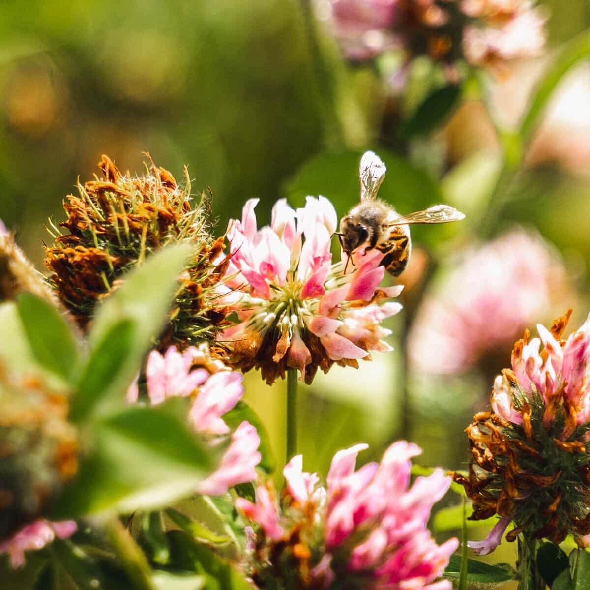 A bee hovers above a clover flower.